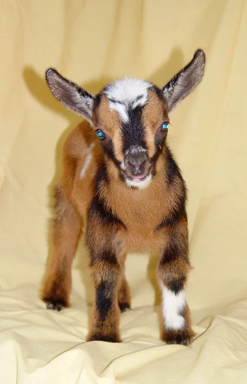 Old Mountain Farm Oliv A SuddN — Old Mountain Farm